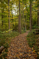 Fall Leaves Cover Wide Trail In Forest