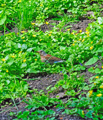 bird thrush in thickets of meadow flowers