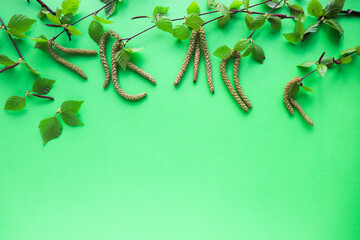 mockup of a spring postcard. green birch branch with leaves and catkins isolated on white background.  white blank for text 