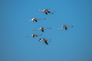 Flock of juvenile Flamingos flying through the sky together above nature reserve