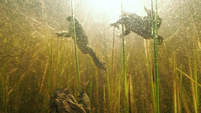 Common toads diving among sedges during spawning period