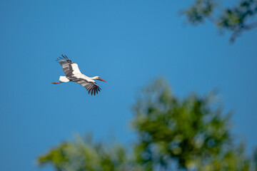 Mama Stork protects her egg in her nest during nesting season