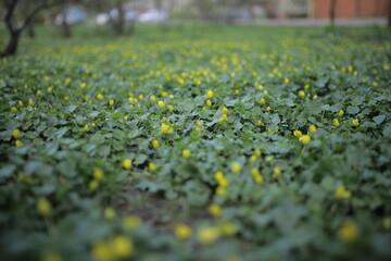 green grass with small yellow flowers, background. grass background with yellow small flowers. soft focus