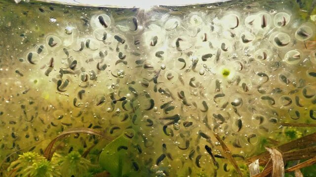 Nearly developed moor frog tadpoles inside eggs