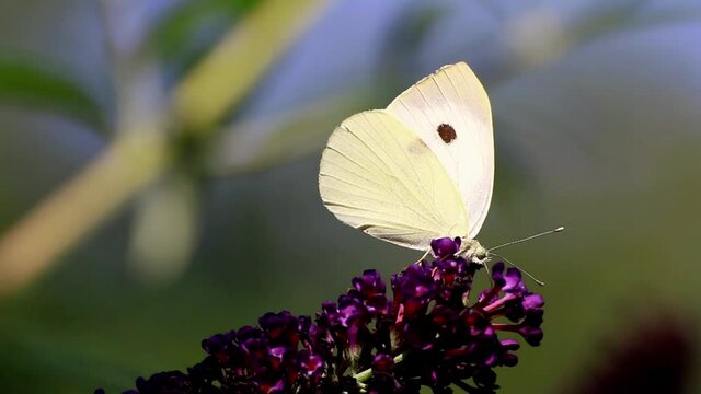 Close up shot of a large white cabbage butterfly (Pieris brassicae) eating on a beautiful purple flower. Wildlife in east Europe on a sunny summer afternoon. Lunchtime - tiny insect searching for food