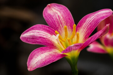 Pink Rain Lily in the garden was blooming under the morning light.