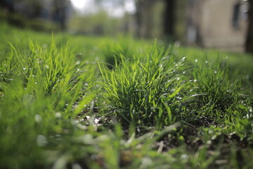 Green grass natural background. summer season. selective focus. Public park. Perfect green background on fresh grass. Fresh grass on a blurred green background.