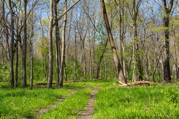 Trail through the savanna landscape.