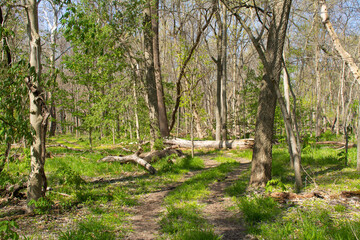 Trail through the savanna landscape.