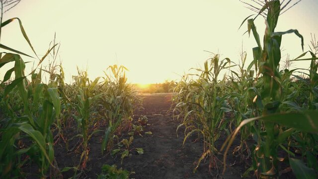 Sunset over the cornfield. Shimmering sunbeams behind the cornfield stalks. Cornfield plants with sun backlight. Agriculture. The sun sets over the horizon. Twilight. The evening landscape.