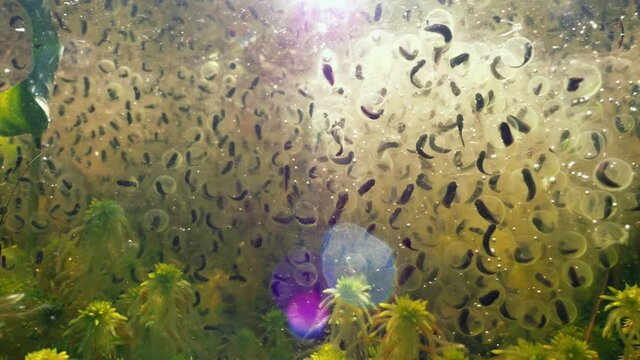 Moor frog tadpoles inside eggs in strong backlight