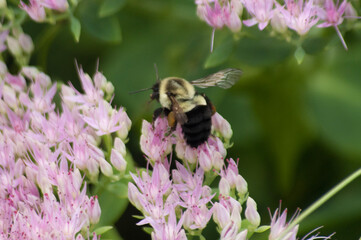 bee on pink flower