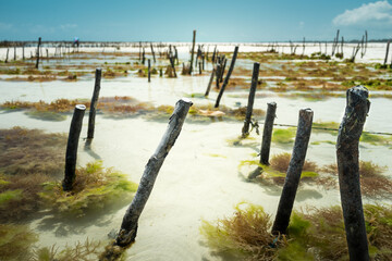 Zanzibar seaweed farm