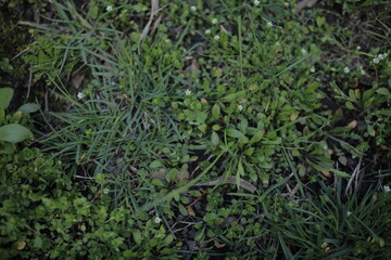 green grass with small white flowers, background. grass background with white small flowers. soft focus