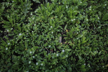 green grass with small white flowers, background. grass background with white small flowers. soft focus