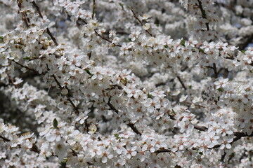 Plum flowers in the spring