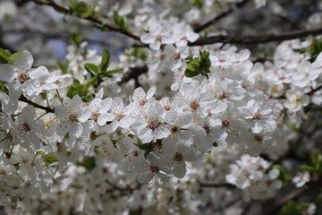 plum tree in bloom with blue sky
