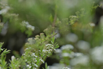 Blooming flowers close-up, beautiful natural spring background. Blurred effect