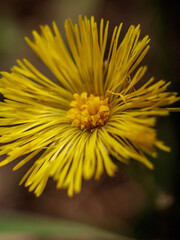 yellow dandelion flower