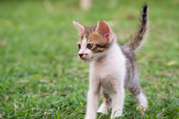 Naklejka na ściany i meble Cute kitten looking forward. Nature post. Favorite sweet pets.