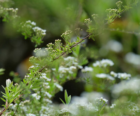 Blooming spring white flowers close-up, beautiful natural background. Blurred effect