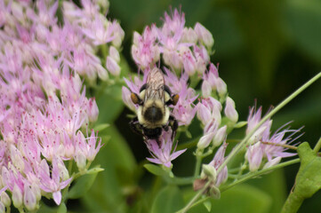 bee on lavender