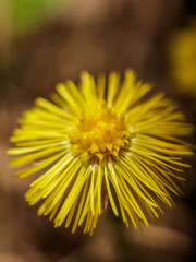 yellow flower of a dandelion