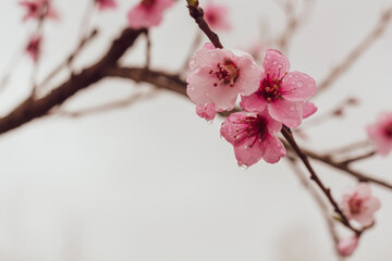 Pink flowers on a tree against a background of branches and a white sky