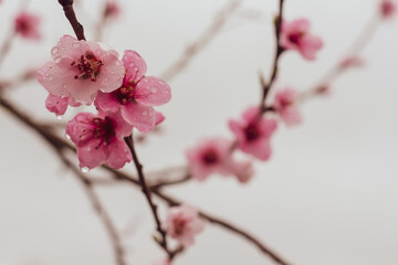 Pink flowers on a tree against a background of branches and a white sky