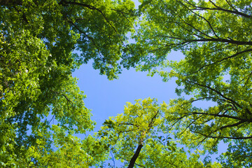 Fototapeta premium Forest sky