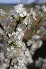 Plum flowers in the spring