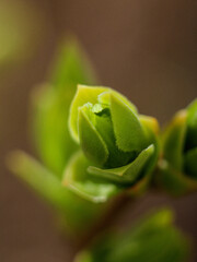 green rose bud