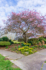 Viewpoint Park Blossoms 5