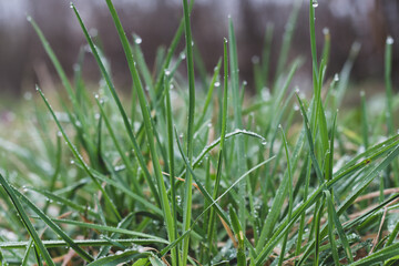 Green fresh grass in spring after rain