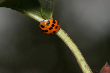 ladybird on a leaf