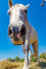 White horse grazing in the field at horse riding camp