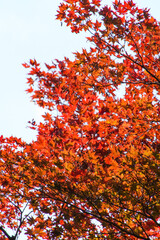 日本楓の紅葉
