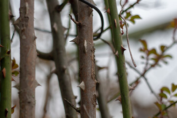 Close-up of rye stems on a blurry background