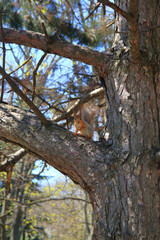 Squirrel sitting on a pine branch.