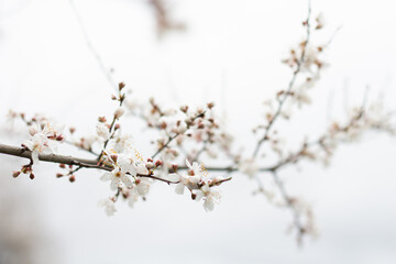 Obraz premium White flowers on a tree against a background of branches and a white sky