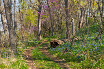 Trail through the woodland.