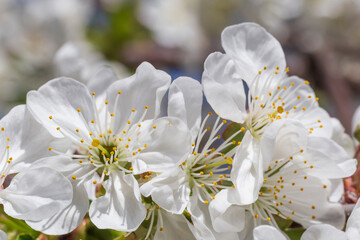 close up of white cherry tree blossom at spring