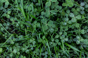 Green fresh clover in spring after rain, texture