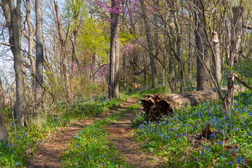 Trail through the woodland.