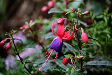 Fuchsia gillian althea вush and semi-ampel form