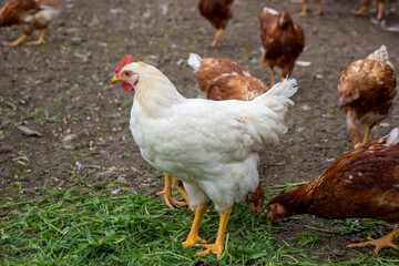 White rooster near red hens loman brown.