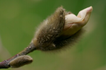 White magnolia bud growing in the garden, Magnolia salicifolia