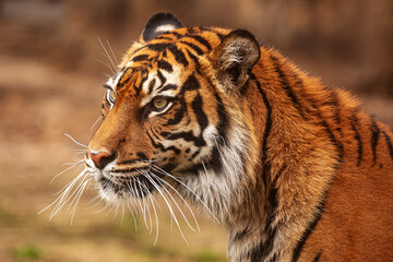 Fototapeta na wymiar (Panthera tigris tigris) male Sumatran tiger portrait close up
