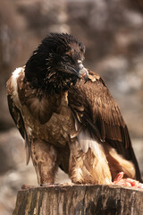 male bearded vulture (Gypaetus barbatus) with prey