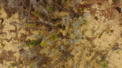 Wood aerial bark beetle drone pest Ips typographus dead spruce tree infested and attacked by the...